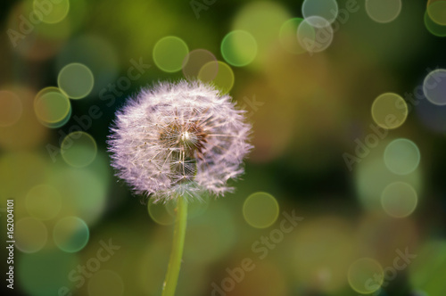 Pusteblume