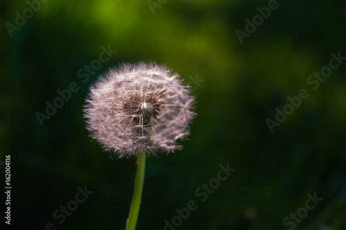 Pusteblume