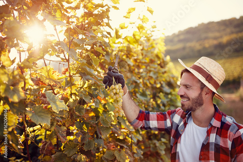 young man working in vineyard picking up ripe grapes.