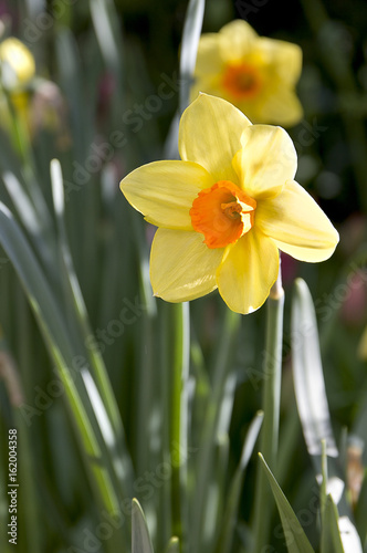 Fototapeta Naklejka Na Ścianę i Meble -  Beautiful spring flowers. Daffodils.