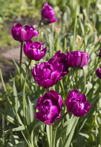 Beautiful lilac tulips. Spring flowers. photo