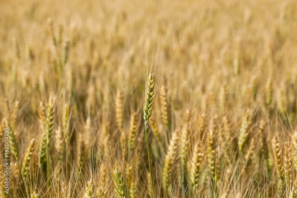Picturesque mature, golden-brown field, yellow wheat at sunset. Grain harvest in summer. Picturesque mature, golden-brown field, yellow wheat at sunset. Grain harvest in summer.