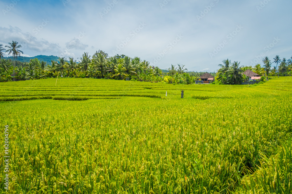 Green rice field close up. Rice in water on rice terraces, Ubud, Bali, Indonesia