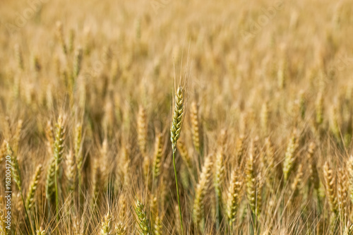 Picturesque mature  golden-brown field  yellow wheat at sunset. Grain harvest in summer.