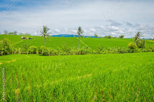 Green rice field close up. Rice in water on rice terraces, Ubud, Bali, Indonesia photo
