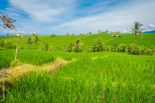 Green rice field close up. Rice in water on rice terraces, Ubud, Bali, Indonesia photo