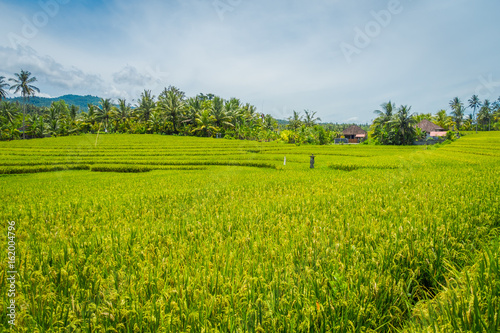 Green rice field close up. Rice in water on rice terraces  Ubud  Bali  Indonesia