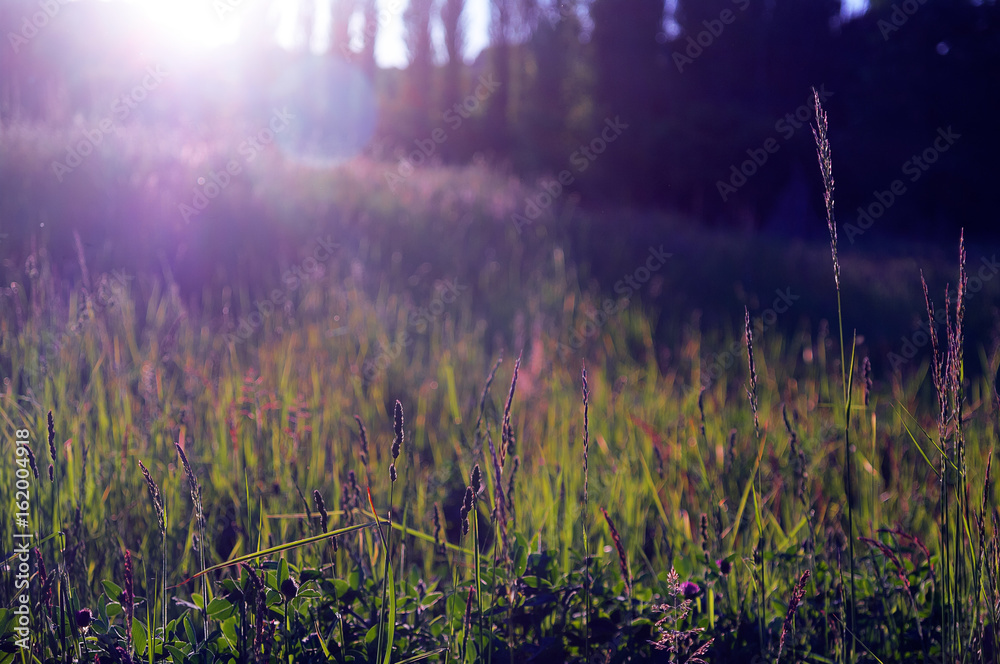 Obraz premium Graslandschaft