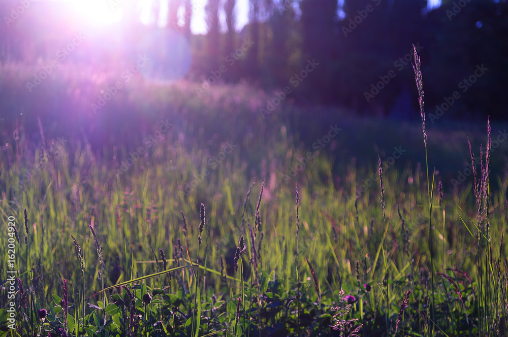 Obraz premium Graslandschaft