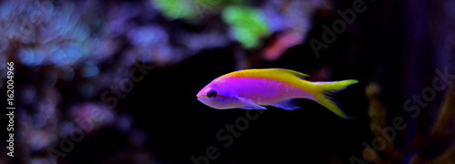 Evansi Anthias (Pseudanthias evansi)  photo