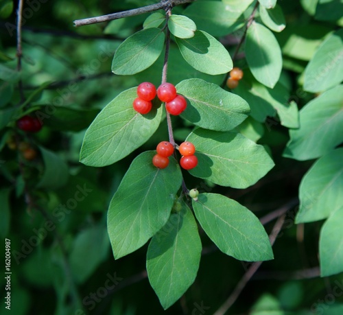 Morrow Honeysuckle fruit