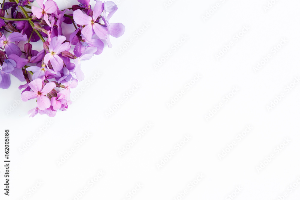 Purple flowers on white marble background with room for text