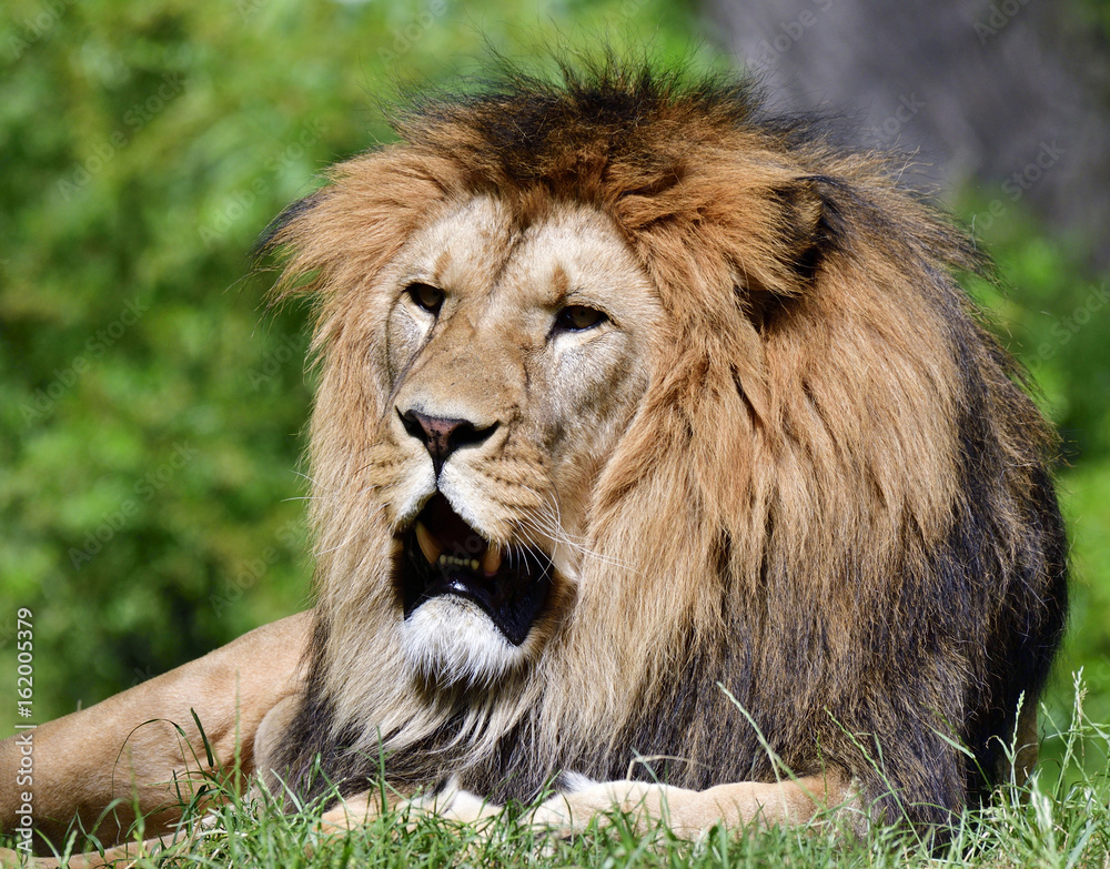 Portrait of lion