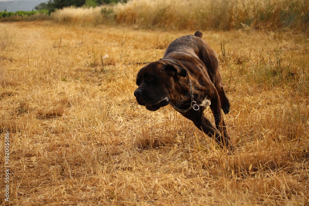 chien cane corso courant dans la nature