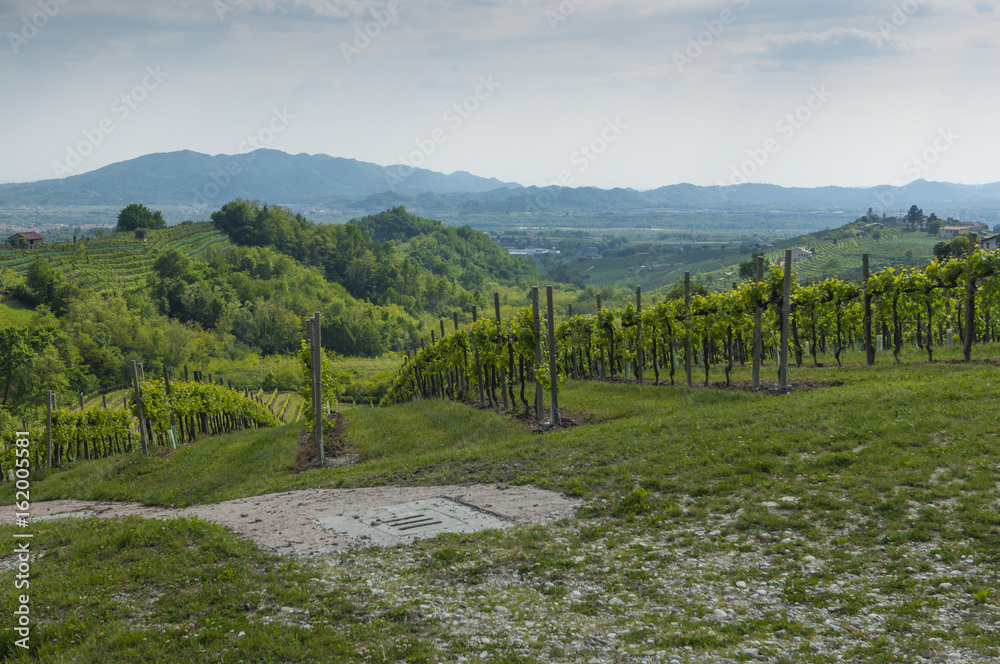View of Prosecco vineyards from Valdobbiadene, Italy during spring