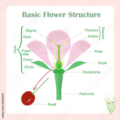 Scheme of basic flower structure. Learning biology stock vector illustration
