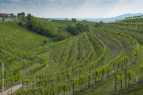 View of Prosecco vineyards from Valdobbiadene, Italy during spring