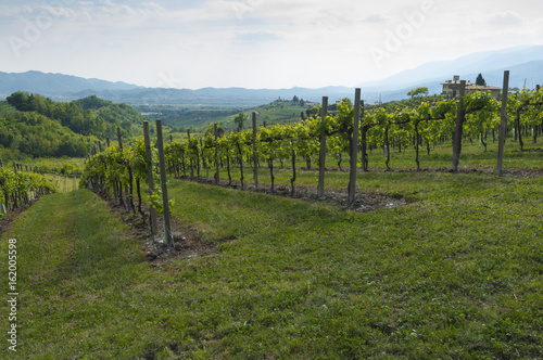 View of Prosecco vineyards from Valdobbiadene  Italy during spring