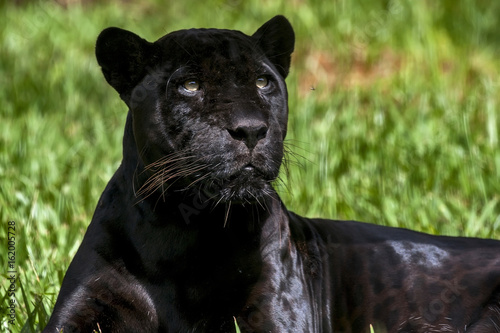 Black jaguar
