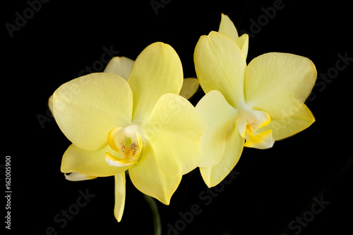 Two yellow flowers Orched isolated on a black background.