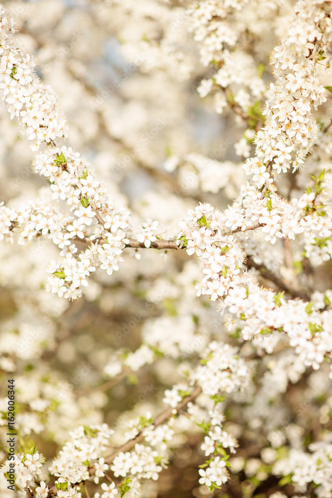 Beautiful flowery garden with white flowers Beautiful flowery garden with white flowers