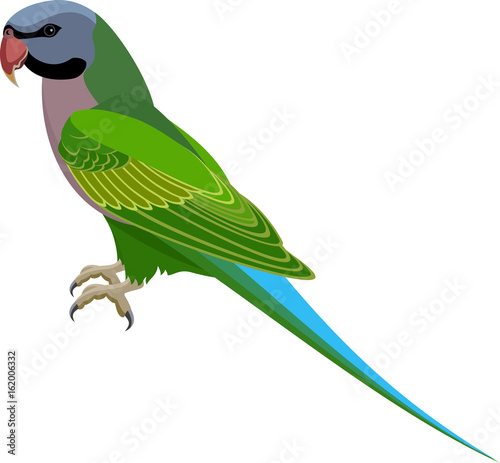 vector Red-Breasted Parakeet parrot