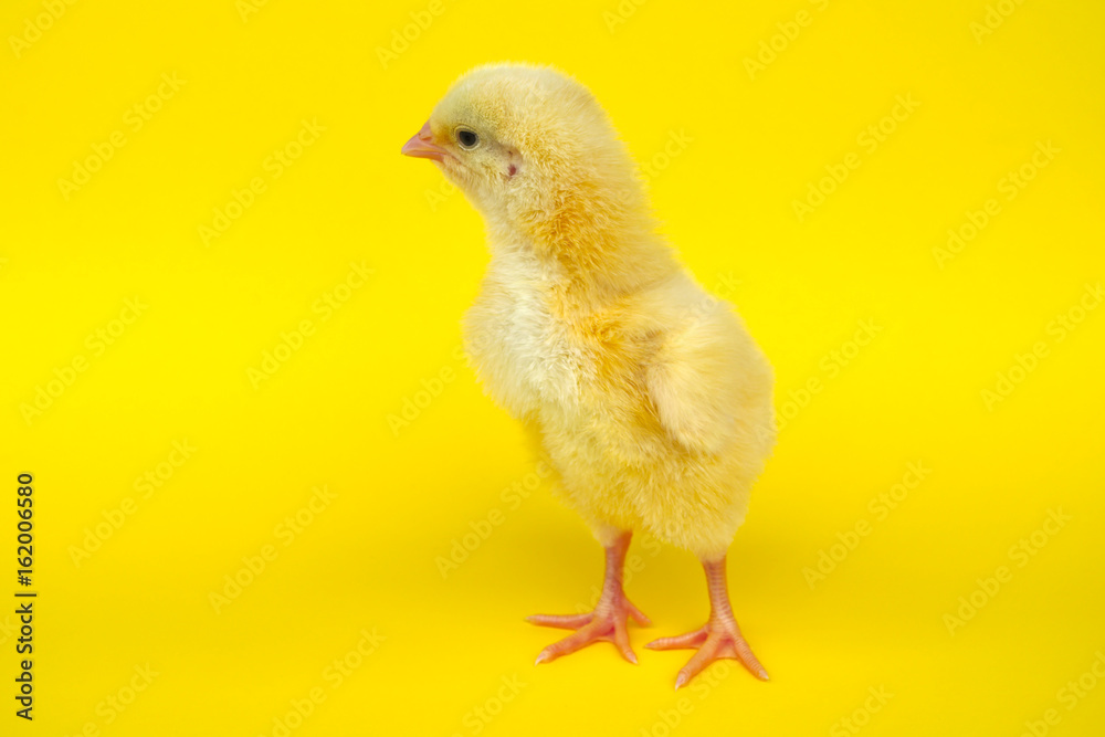 little chick on yellow background baby chicken farm life little chick on yellow background baby chicken farm life
