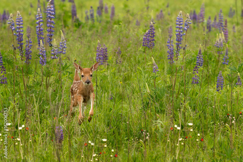 White-Tailed Deer Fawn (Odocoileus virginianus) Jumps Through Lupin