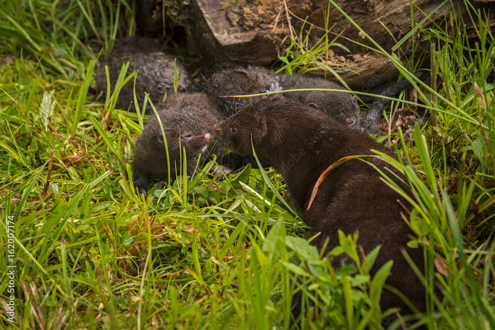 American Mink (Neovison vison) Adult and Kit Nose to Nose American Mink (Neovison vison) Adult and Kit Nose to Nose