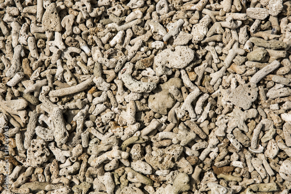 interesting texture from a closeup of coral rock interesting texture from a closeup of coral rock