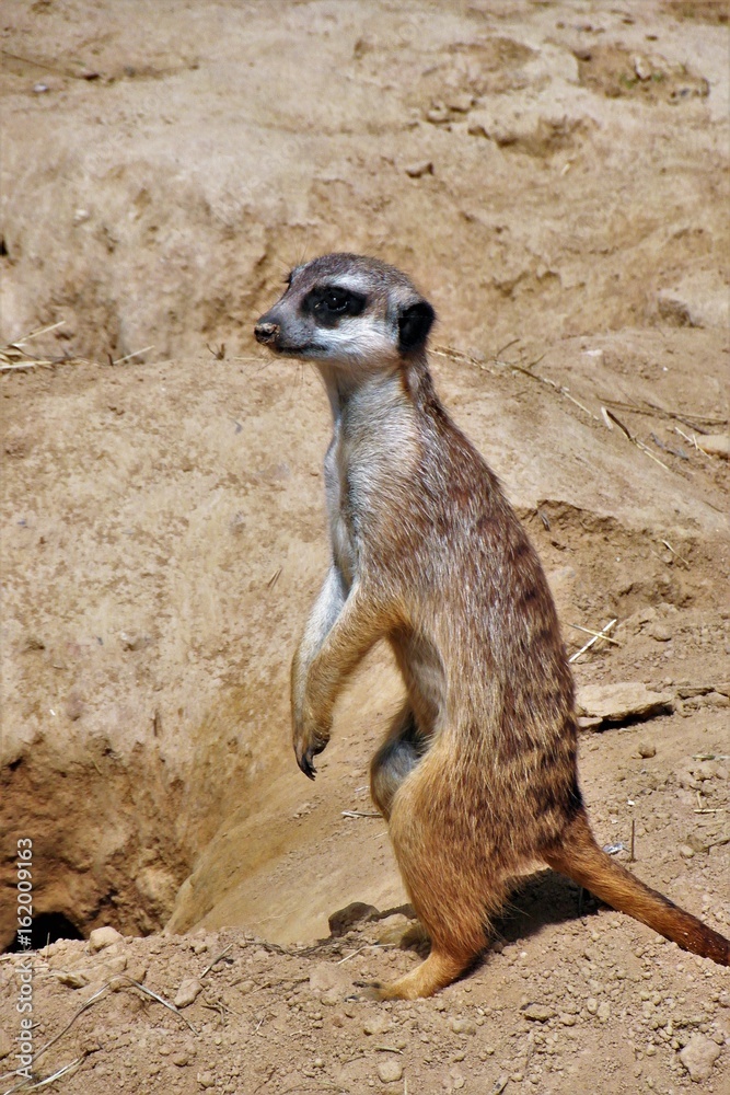 Fototapeta premium Erdmännchen. Kölner Zoo.