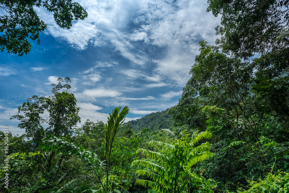Unaffected jungle on a Malaysian Island, Tioman Unaffected jungle on a Malaysian Island, Tioman