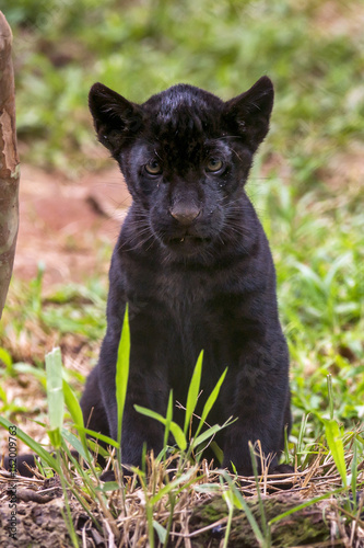 Baby black Jaguar