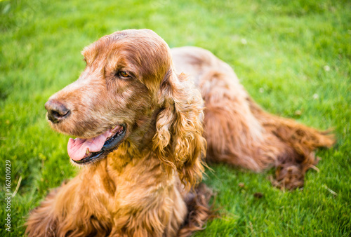 Purebred Irish Setter Dog Canine Pet Laying Down