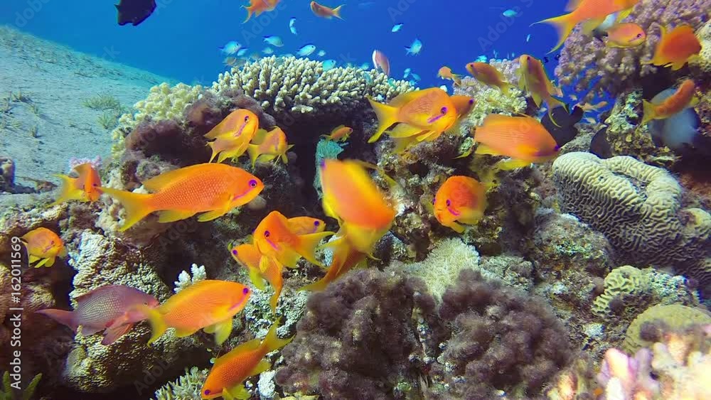 Colorful Underwater Seascape. Picture of a wonderful and beautiful underwater colorful fishes scalefin anthias fish with soft and hard corals in the tropical reef of the Red Sea, Dahab, Egypt.