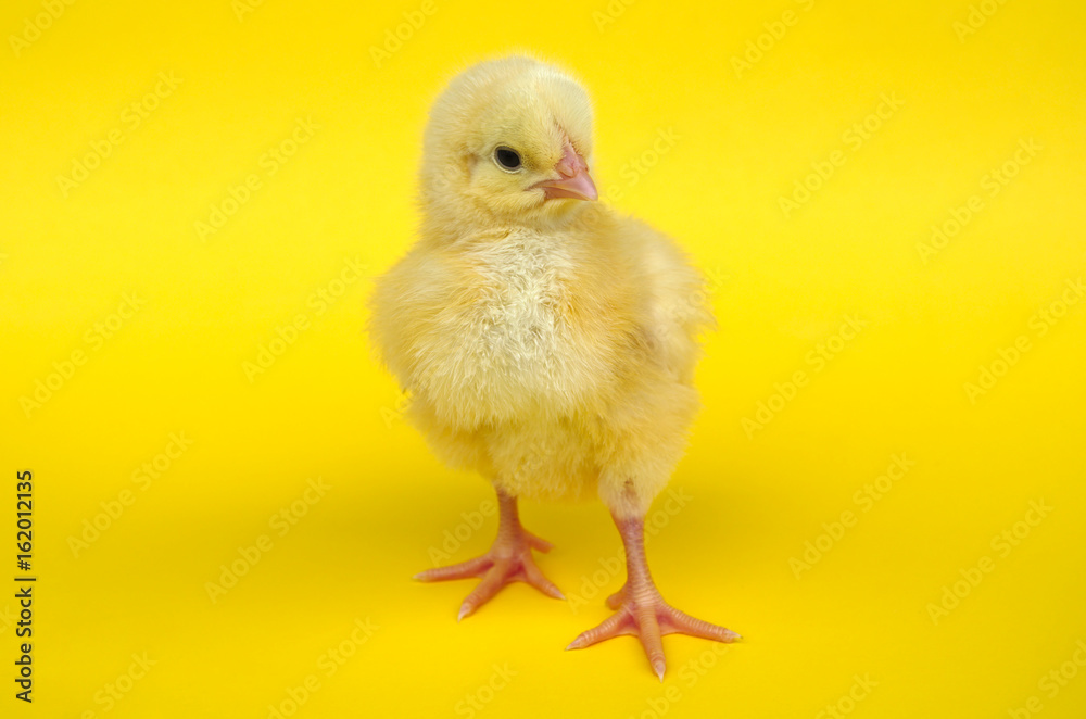 baby hen chick on yellow background studio portrait farming agriculture baby hen chick on yellow background studio portrait farming agriculture
