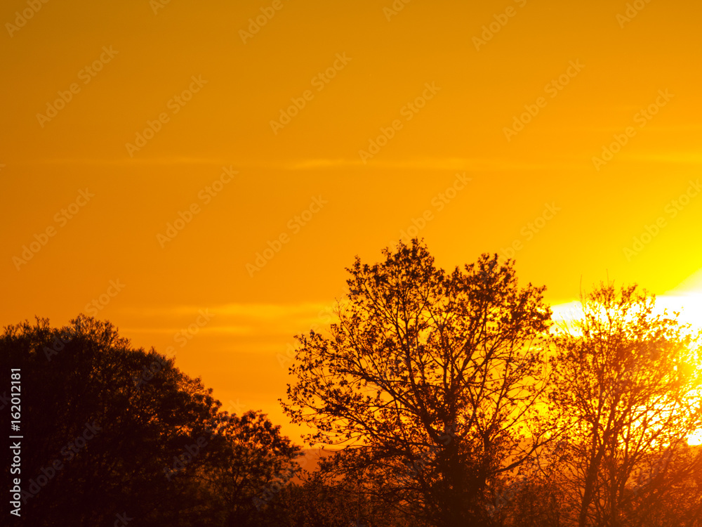 Silhouette of olive tree at sunset with orange sky in Spain