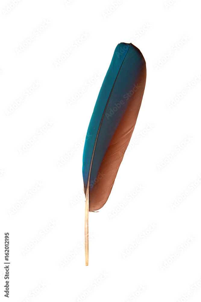 colourfull feather of parrot