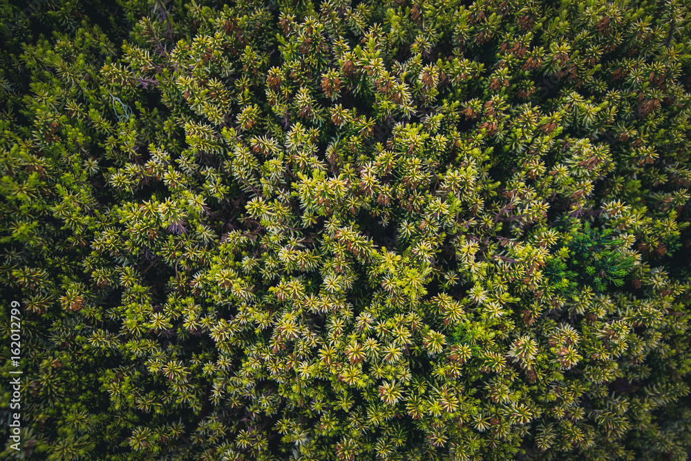 Naklejka premium Forest textures.