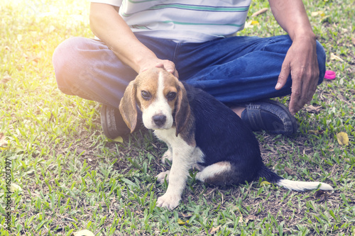 Dog Beagle Baby.