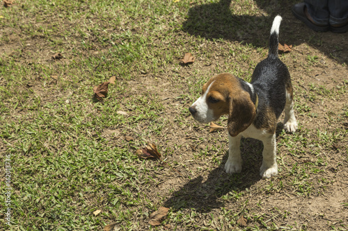 Fototapeta Naklejka Na Ścianę i Meble -  Dog Beagle Baby.