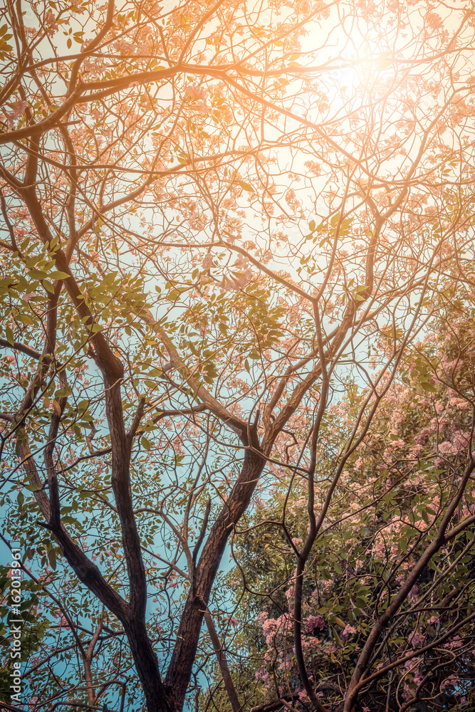 Flower (Pink trumpet tree)