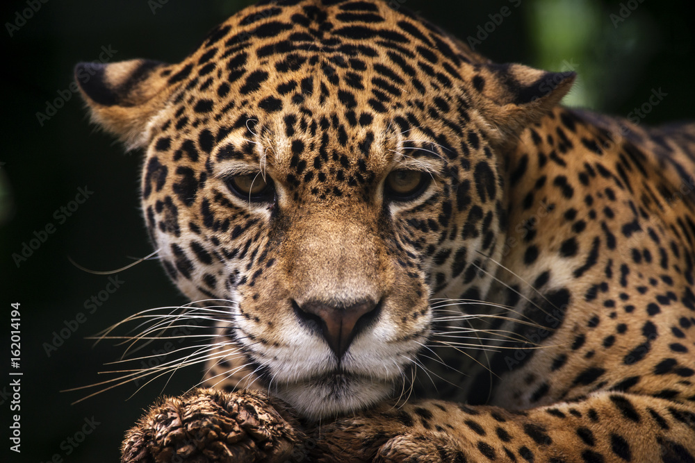 Fototapeta premium Jaguar