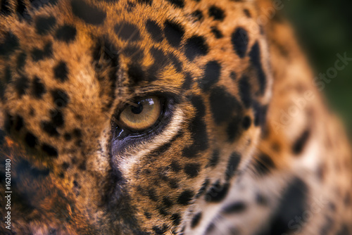 Foto Jaguar