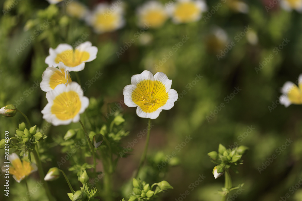 Fotografie Yellow nemophila flower