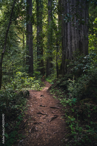 Lush forest hiking path.