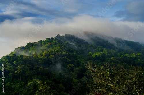 Fototapeta Naklejka Na Ścianę i Meble -  Tropical forest after rain