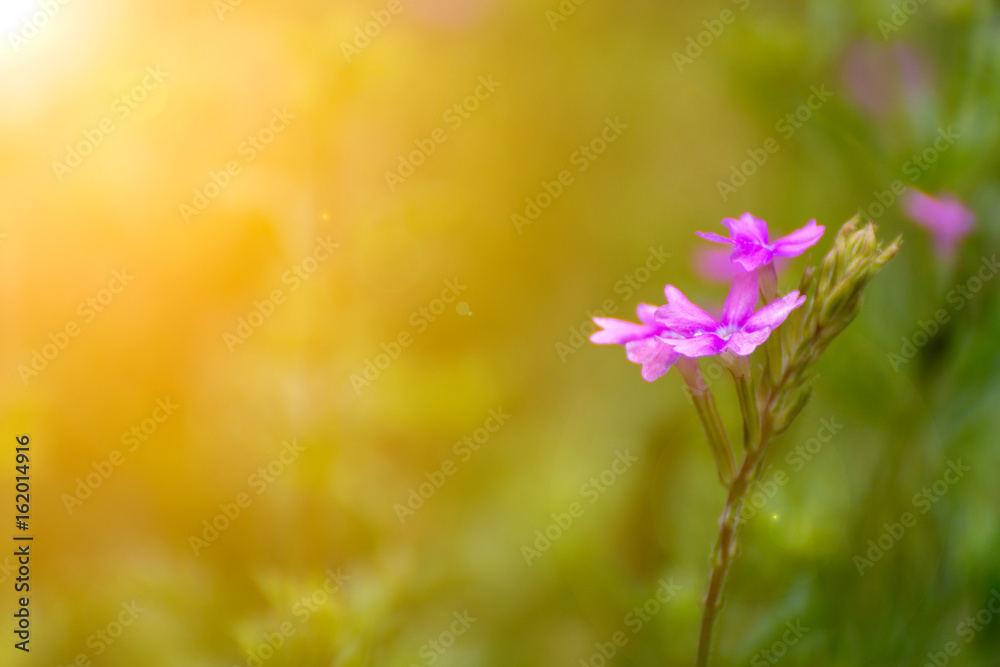 Flower purple, violet, pink color