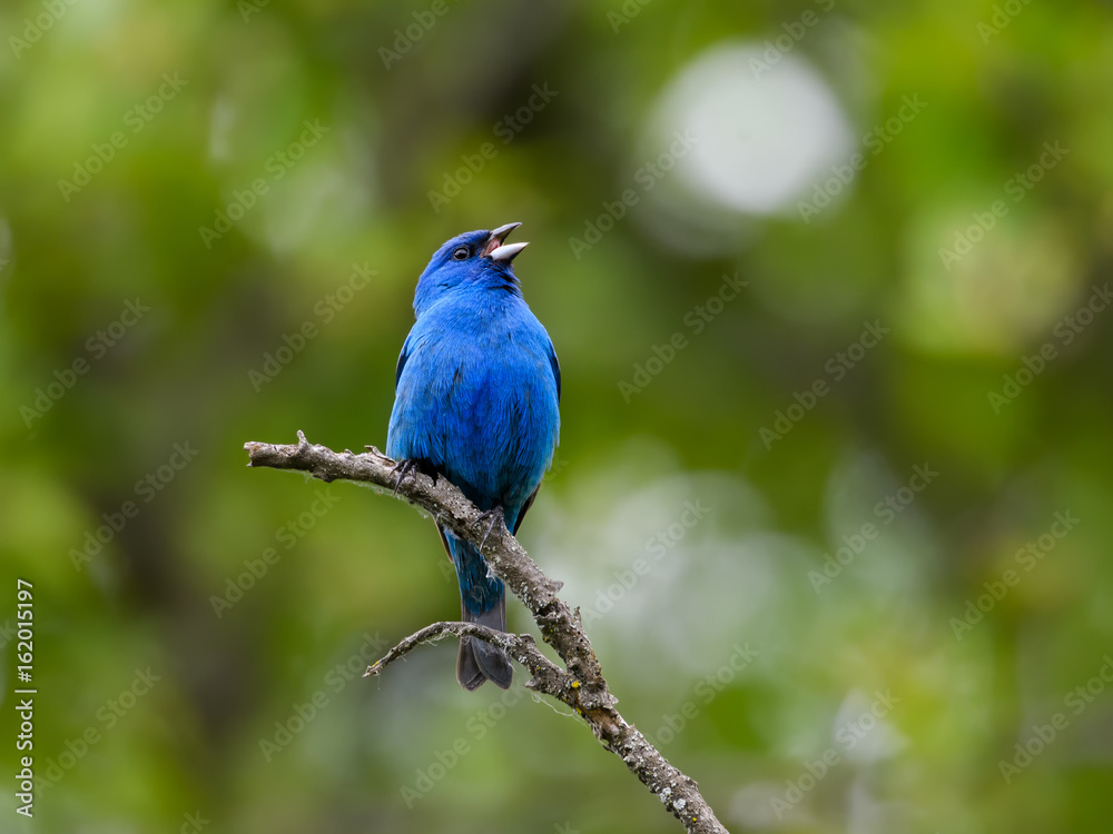 Indigo Bunting Calling Indigo Bunting Calling