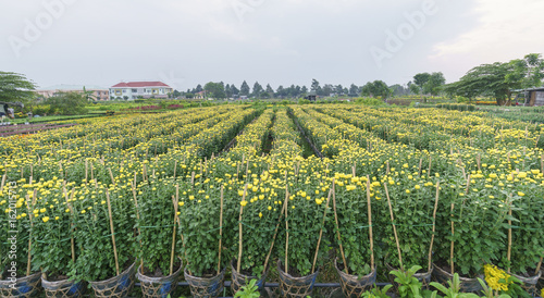 Chrysanthemum field in the harvest with thousands of yellow flowers hatched in beautiful spring weather